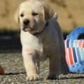 Chiot Labrador Lof