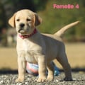 Chiot Labrador Lof