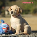 Chiot Labrador Lof