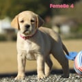 Chiot Labrador Lof