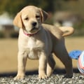 Chiot Labrador Lof