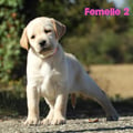 Chiot Labrador Lof