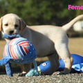 Chiot Labrador Lof