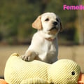 Chiot Labrador Lof