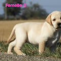 Chiot Labrador Lof