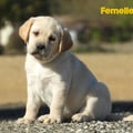 Chiot Labrador Lof