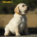 Chiot Labrador Lof