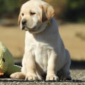 Chiot Labrador Lof