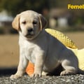 Chiot Labrador Lof