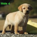 Chiot Labrador Lof