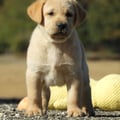 Chiot Labrador Lof