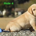 Chiot Labrador Lof