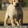 Chiot Labrador Lof