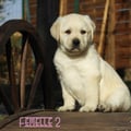 Chiot Labrador Lof