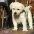 Chiot Labrador Lof