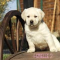 Chiot Labrador Lof
