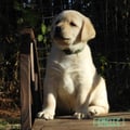 Chiot Labrador Lof