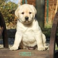 Chiot Labrador Lof