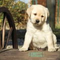 Chiot Labrador Lof