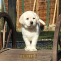 Chiot Labrador Lof