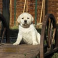 Chiot Labrador Lof