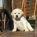 Chiot Labrador Lof