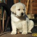Chiot Labrador Lof