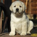 Chiot Labrador Lof