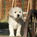 Chiot Labrador Lof