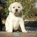 Chiot Labrador Lof