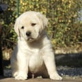 Chiot Labrador Lof