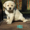 Chiot Labrador Lof