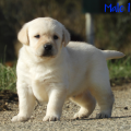 Chiot Labrador Lof