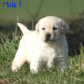 Chiot Labrador Lof
