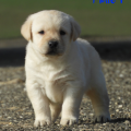 Chiot Labrador Lof
