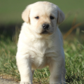 Chiot Labrador Lof