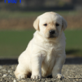 Chiot Labrador Lof
