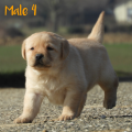 Chiot Labrador Lof