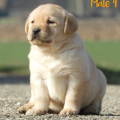 Chiot Labrador Lof