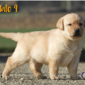 Chiot Labrador Lof