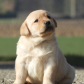 Chiot Labrador Lof