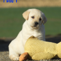 Chiot Labrador Lof