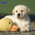 Chiot Labrador Lof