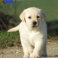 Chiot Labrador Lof