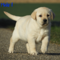 Chiot Labrador Lof
