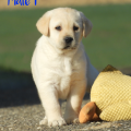 Chiot Labrador Lof
