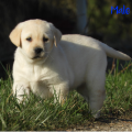 Chiot Labrador Lof