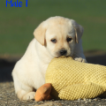 Chiot Labrador Lof