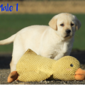 Chiot Labrador Lof
