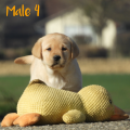 Chiot Labrador Lof